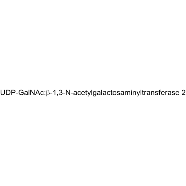 UDP-GalNAc:β-1,3-N-acetylgalactosaminyltransferase 2