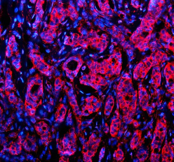 a05621 nid1 primary antibodies if testing 1 a05621 nid1 primary antibodies if testing 1